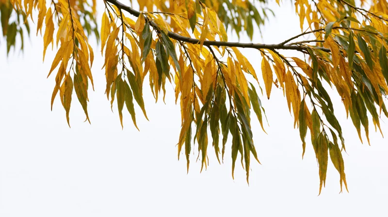 Autumn tree branch with golden yellow and green leaves against a white sky background