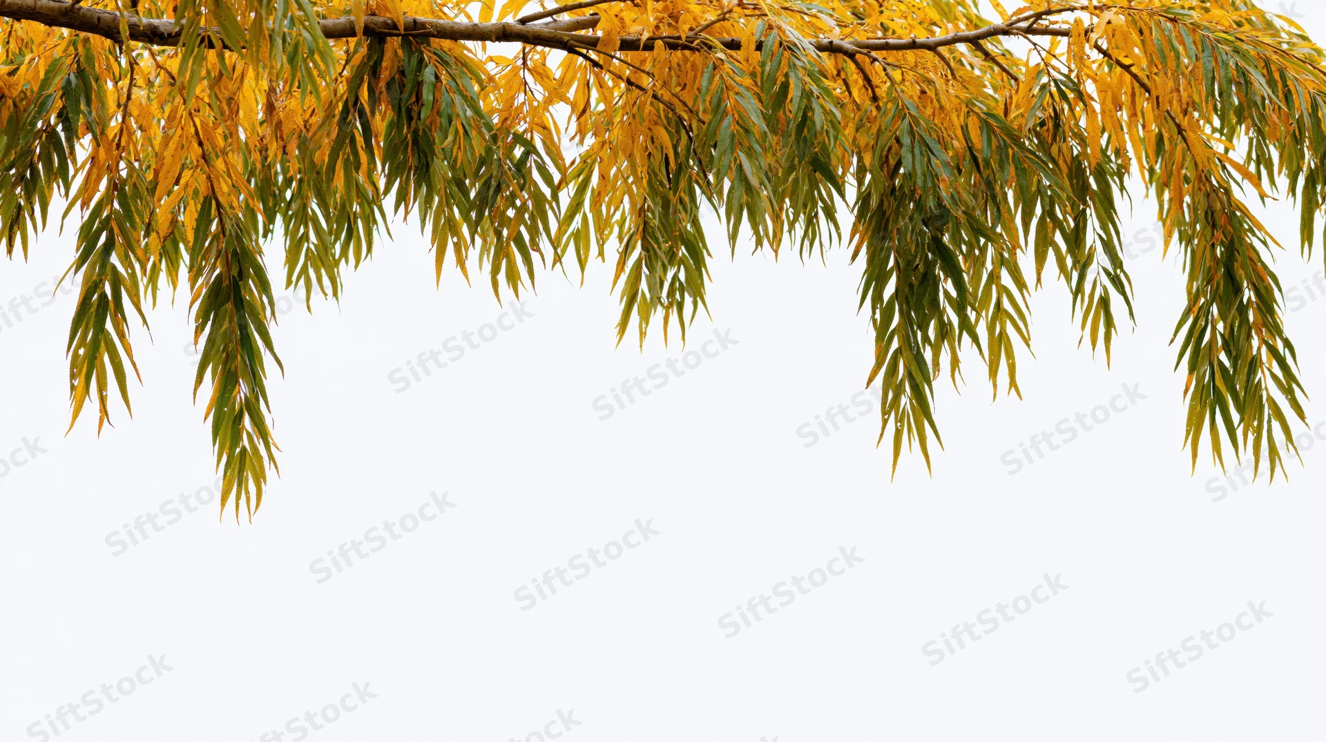 Autumn tree branches with golden yellow and olive green leaves against white background