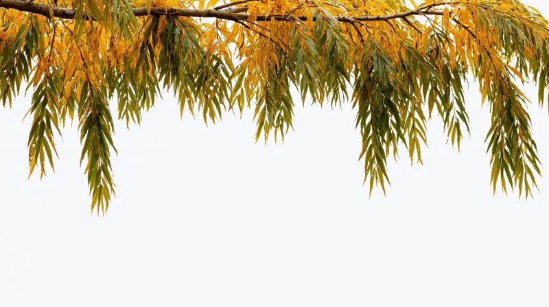 Autumn tree branches with golden yellow and olive green leaves against white background