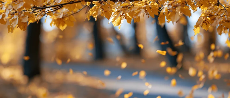Golden autumn leaves falling from tree branches over a forest path