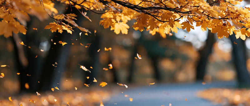 Golden autumn leaves falling from tree branches over a forest path
