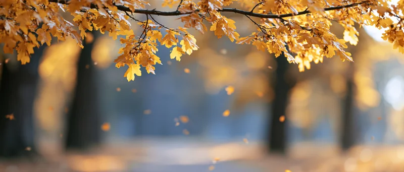 Golden autumn leaves on tree branches framing a blurred forest background