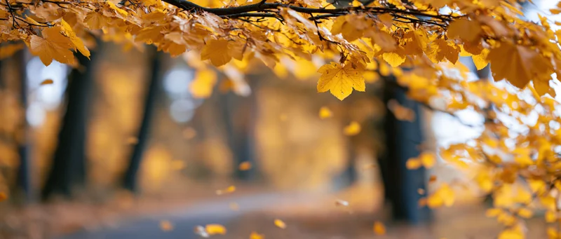 Golden autumn leaves on tree branches framing a blurred forest pathway