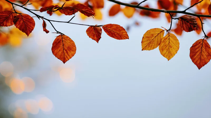 Autumn tree branches with orange red and yellow leaves framing a soft blue sky with bokeh lights and copyspace below