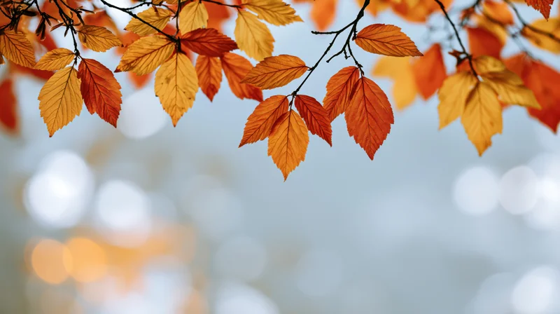 Autumn tree branches with orange red and yellow leaves framing a soft bokeh background