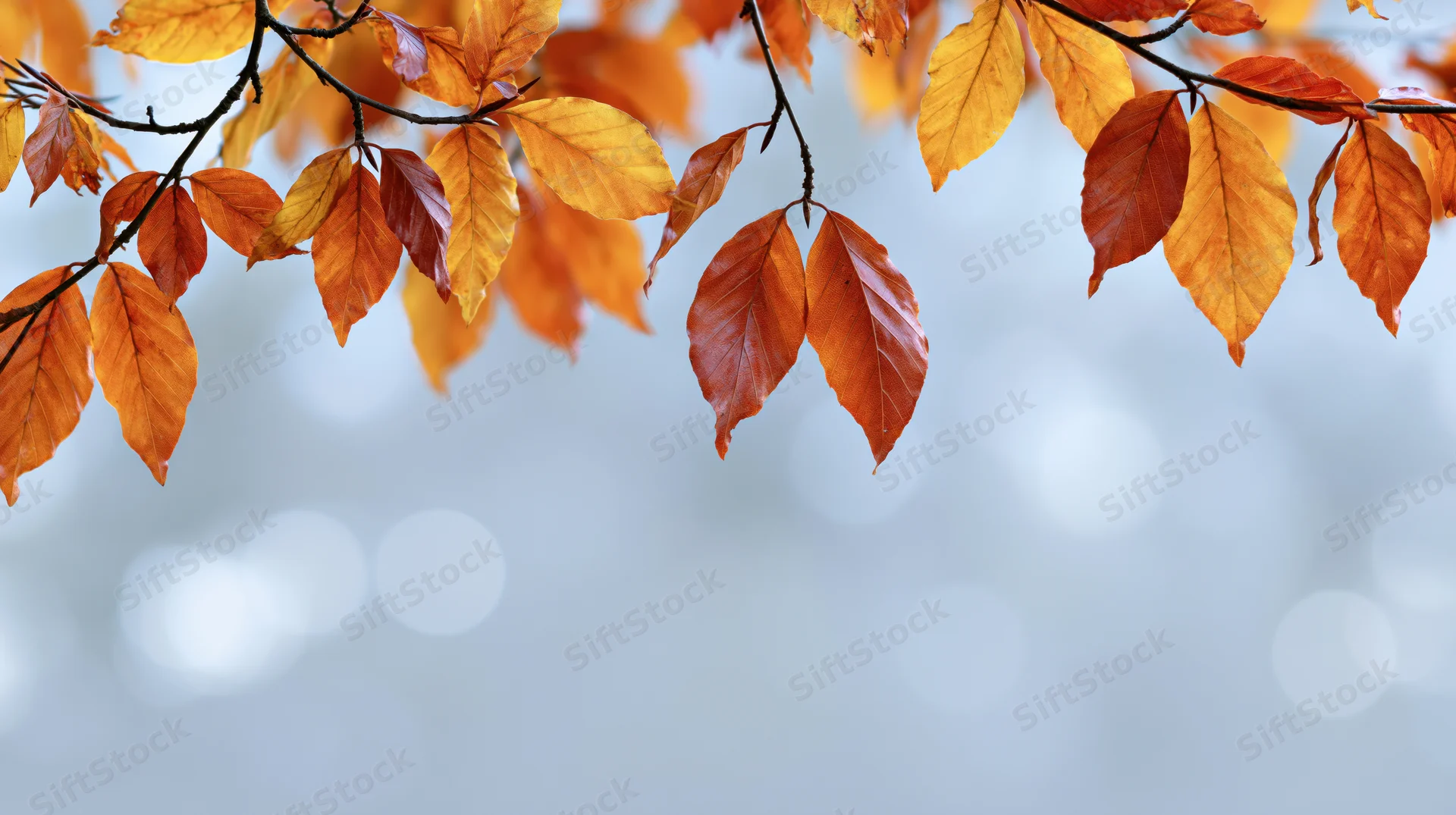 Autumn tree branches with orange red and yellow leaves framing a blurred sky background