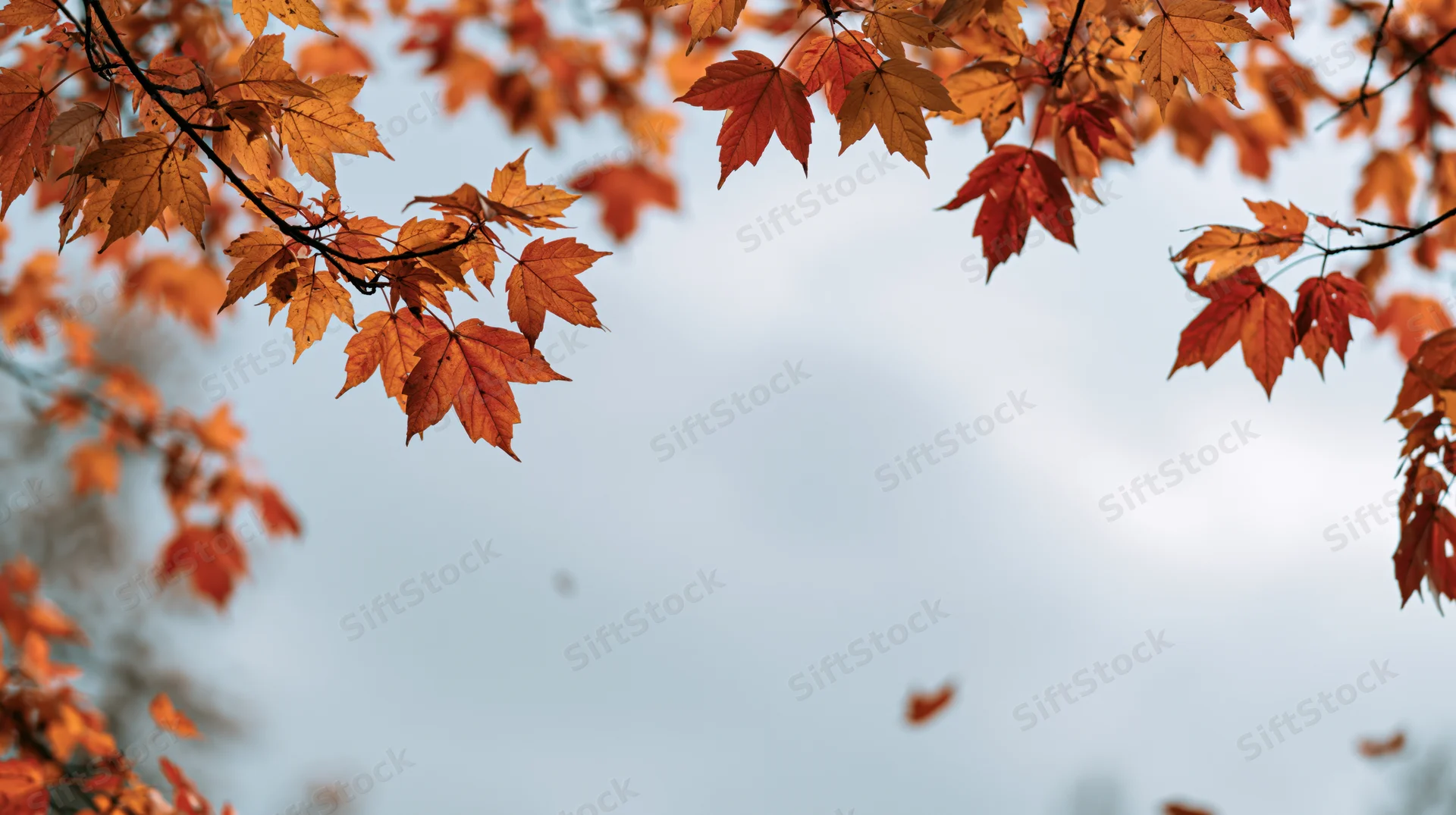 Maple leaves in autumn colors framing a cloudy sky with copyspace below