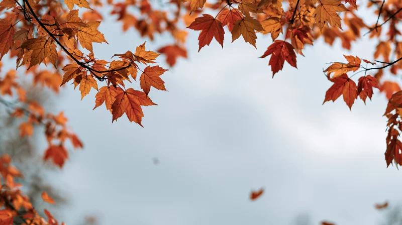 Maple leaves in autumn colors framing a cloudy sky with copyspace below