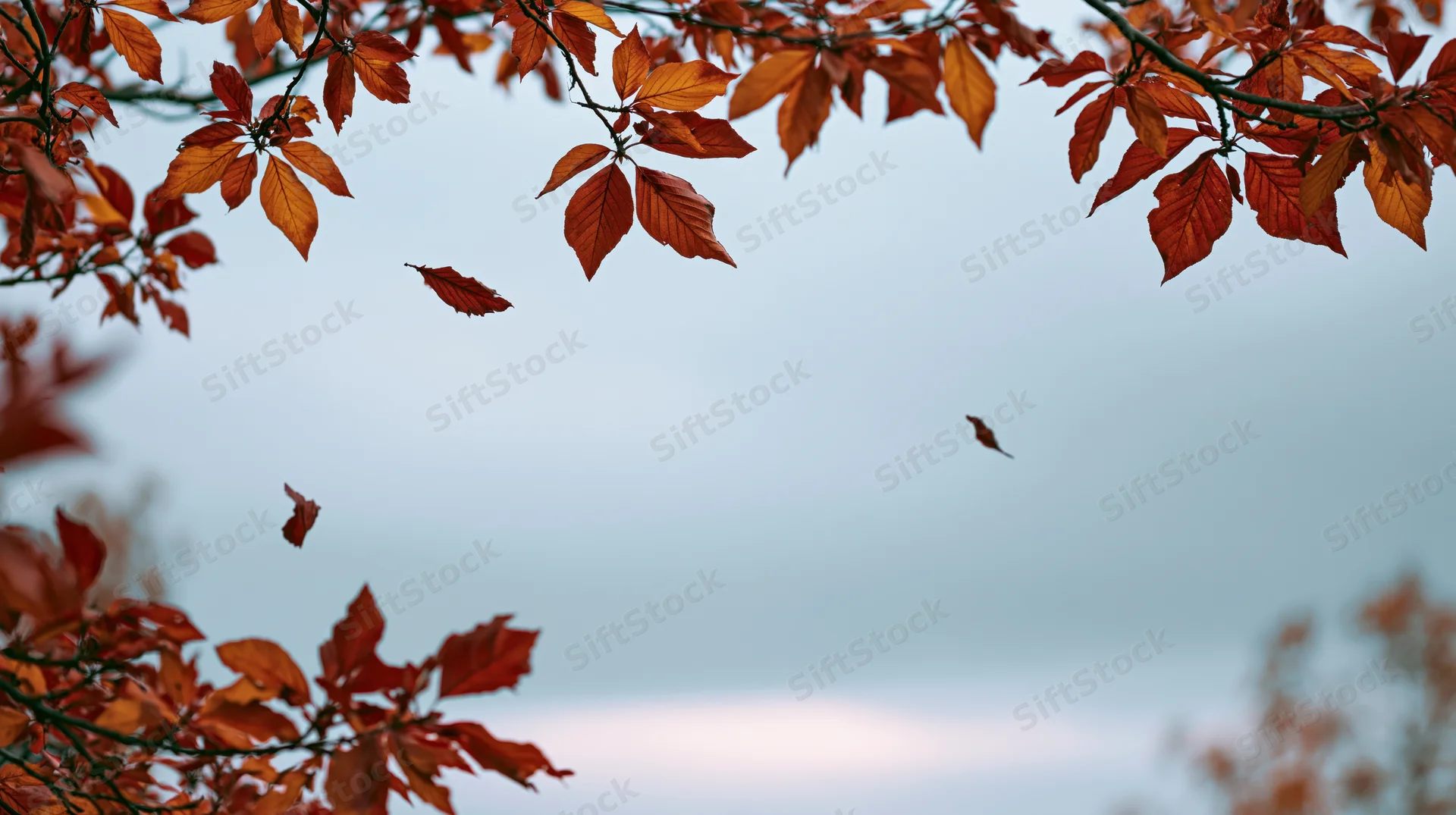 Autumn tree branches with red and orange leaves framing a cloudy sky, some leaves falling in the wind