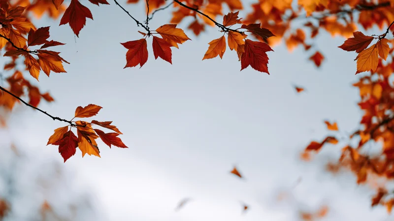 Autumn tree branches with orange red and yellow leaves framing a soft sky background