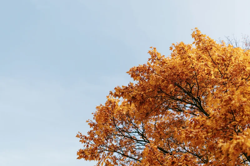 Autumn tree canopy with orange and golden-yellow leaves against a clear blue sky