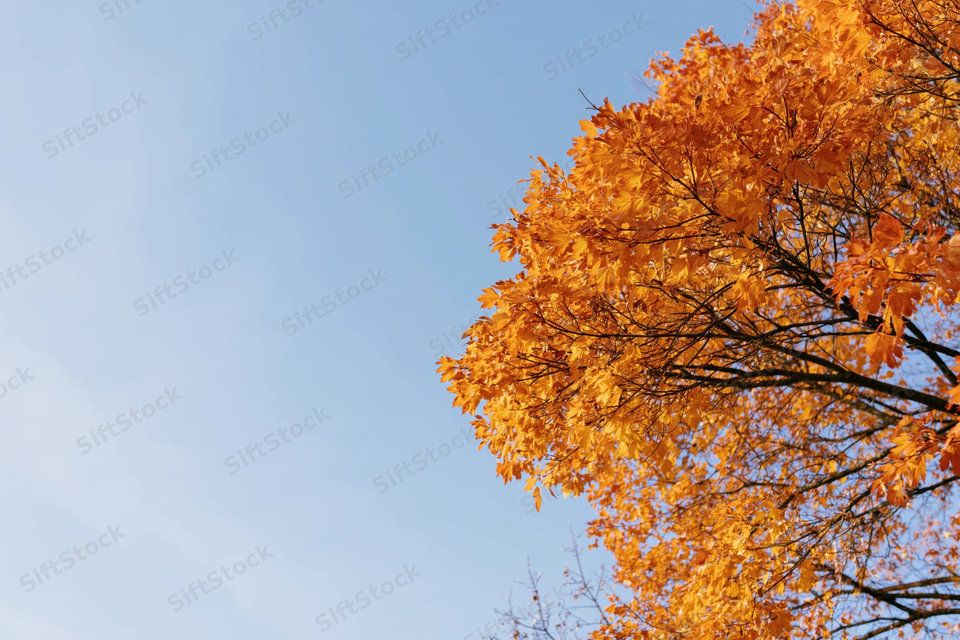 Autumn tree canopy with orange and golden leaves against a clear blue sky