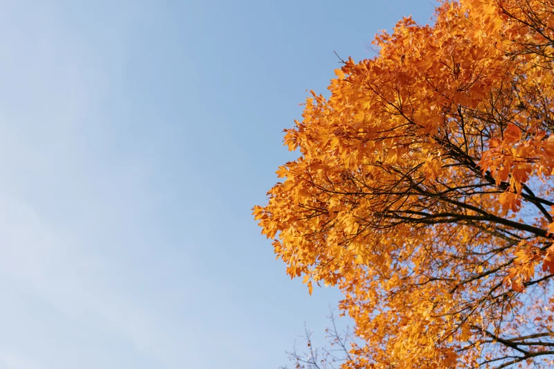 Autumn tree canopy with orange and golden leaves against a clear blue sky