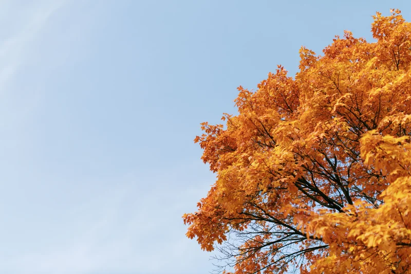 Autumn tree canopy with orange and golden leaves against a clear blue sky