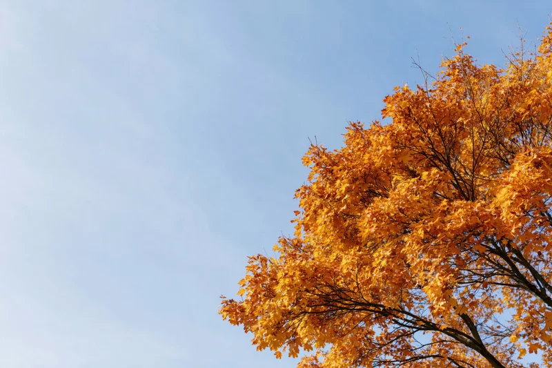Autumn tree canopy with orange and golden leaves against a clear blue sky