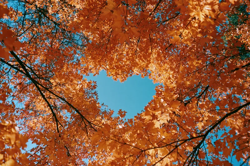 Upward view through autumn tree canopy revealing blue sky through orange leaves