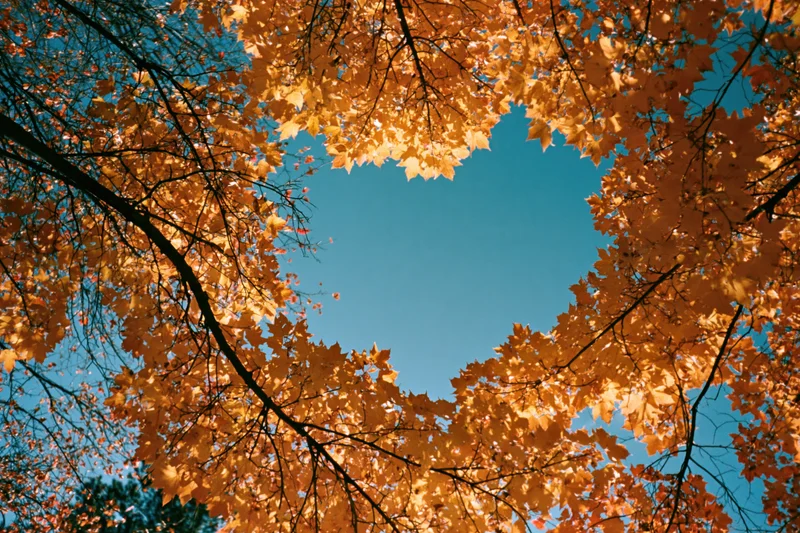 Autumn tree canopy viewed from below forming a heart shape against blue sky