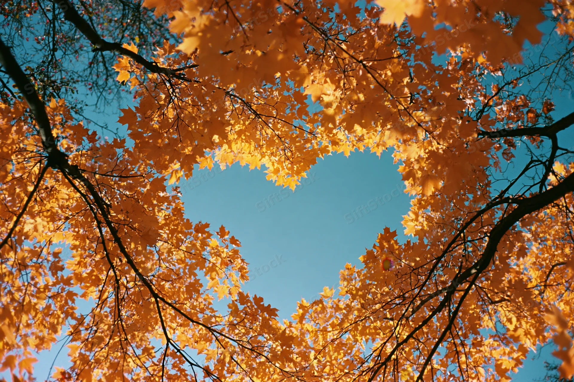 Upward view of autumn maple tree canopy forming a heart shape against blue sky