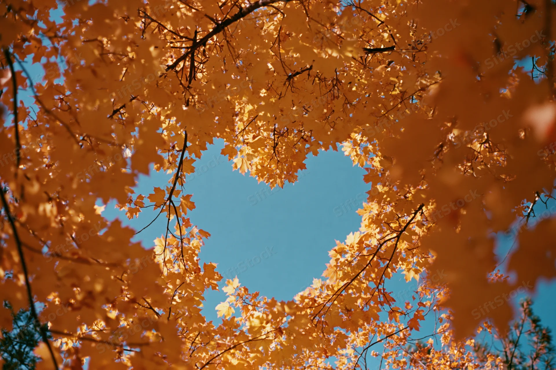 Autumn tree canopy viewed from below with heart-shaped opening in leaves against blue sky