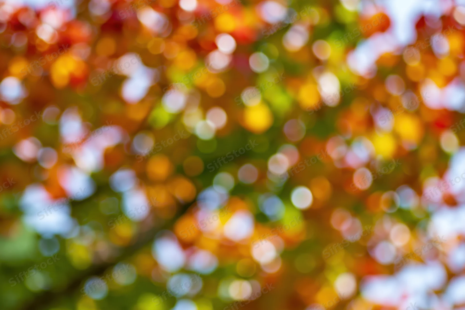 Blurred autumn tree canopy with colorful foliage and sunlight filtering through leaves