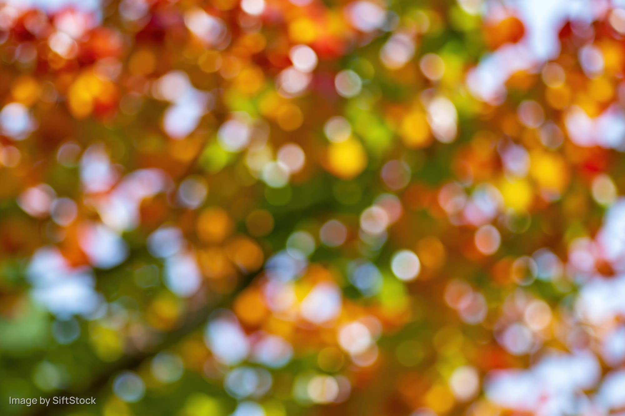 Blurred autumn tree canopy with colorful foliage and sunlight filtering through leaves