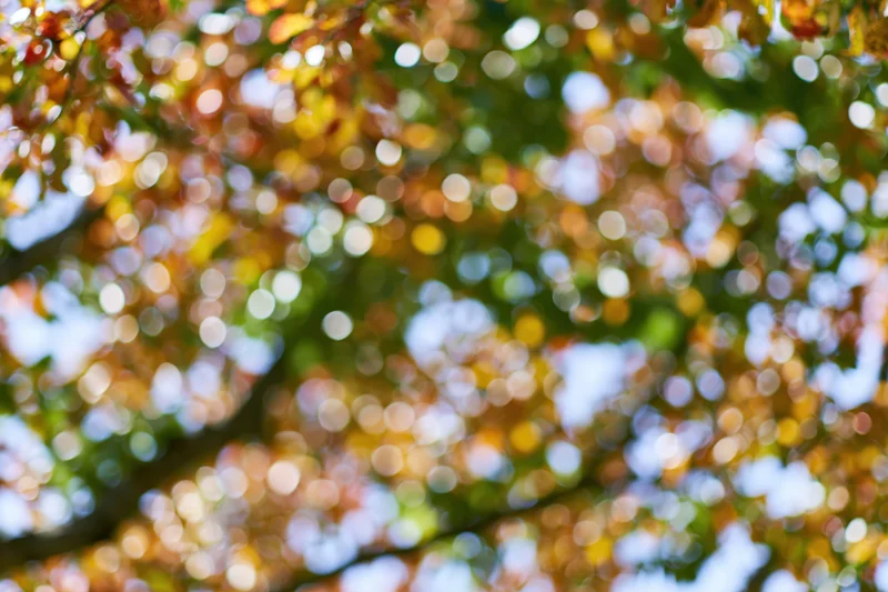 Blurred autumn tree canopy with sunlight filtering through leaves against sky
