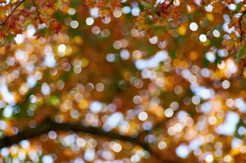 Upward view of autumn tree canopy with golden leaves and bokeh sunlight filtering through branches