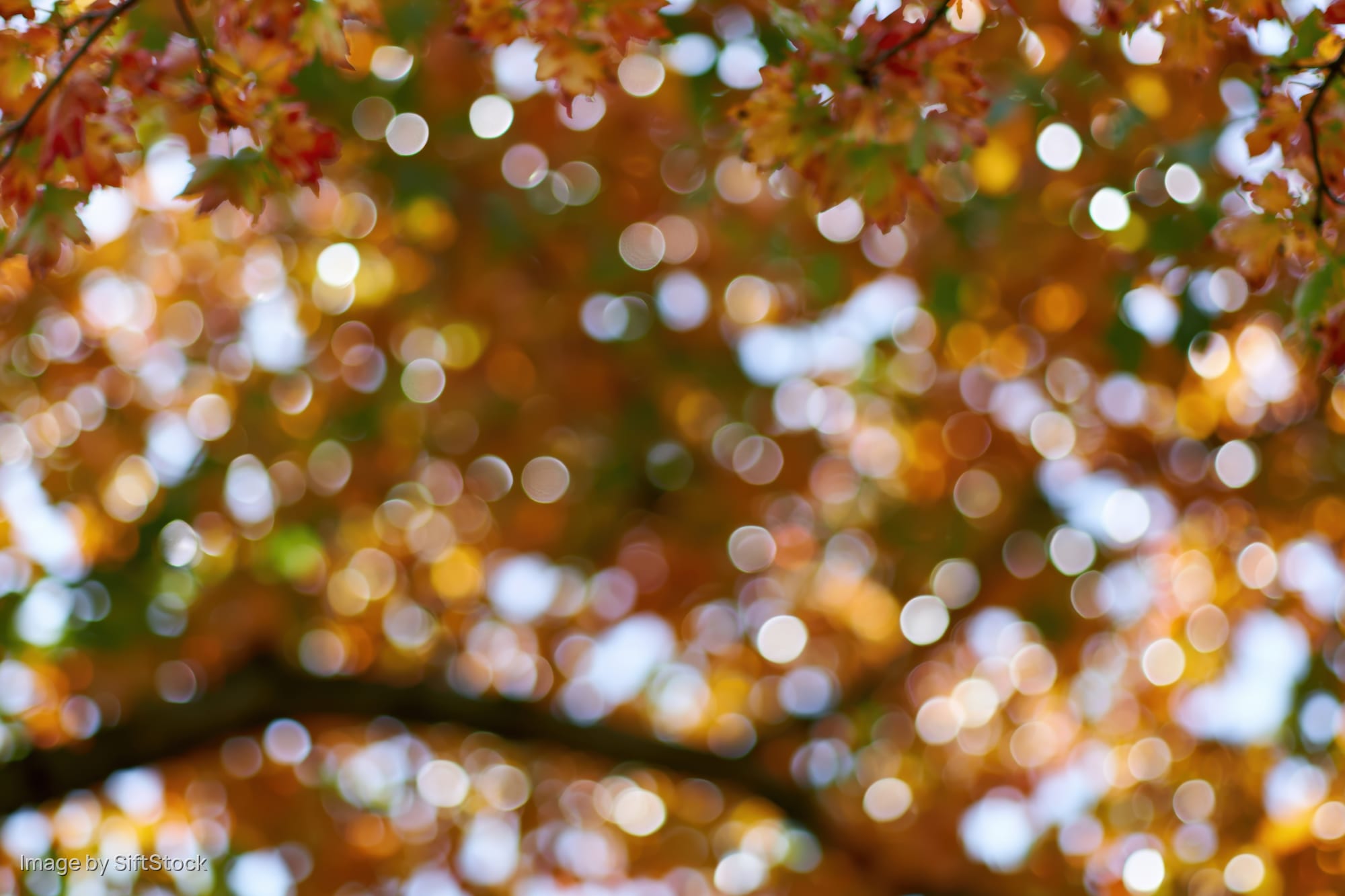 Upward view of autumn tree canopy with golden leaves and bokeh sunlight filtering through branches