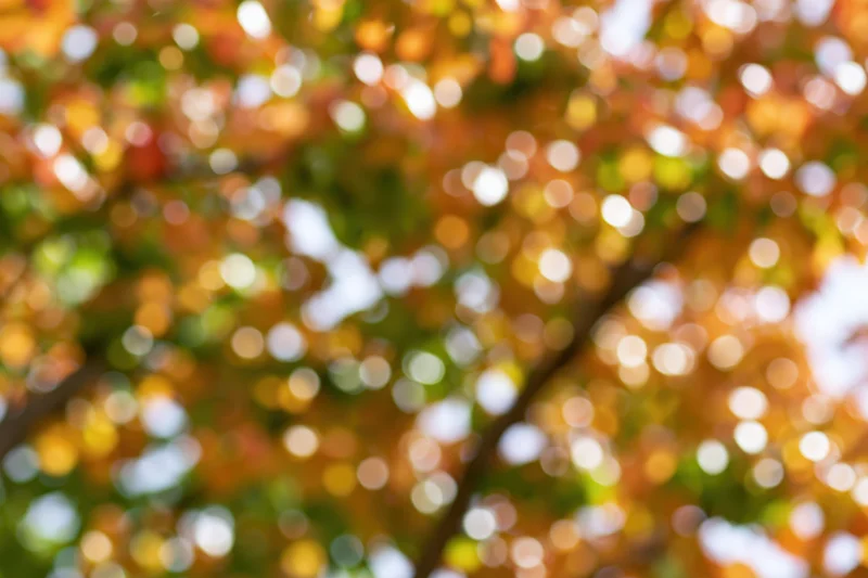 Blurred autumn tree canopy with sunlight filtering through leaves against sky