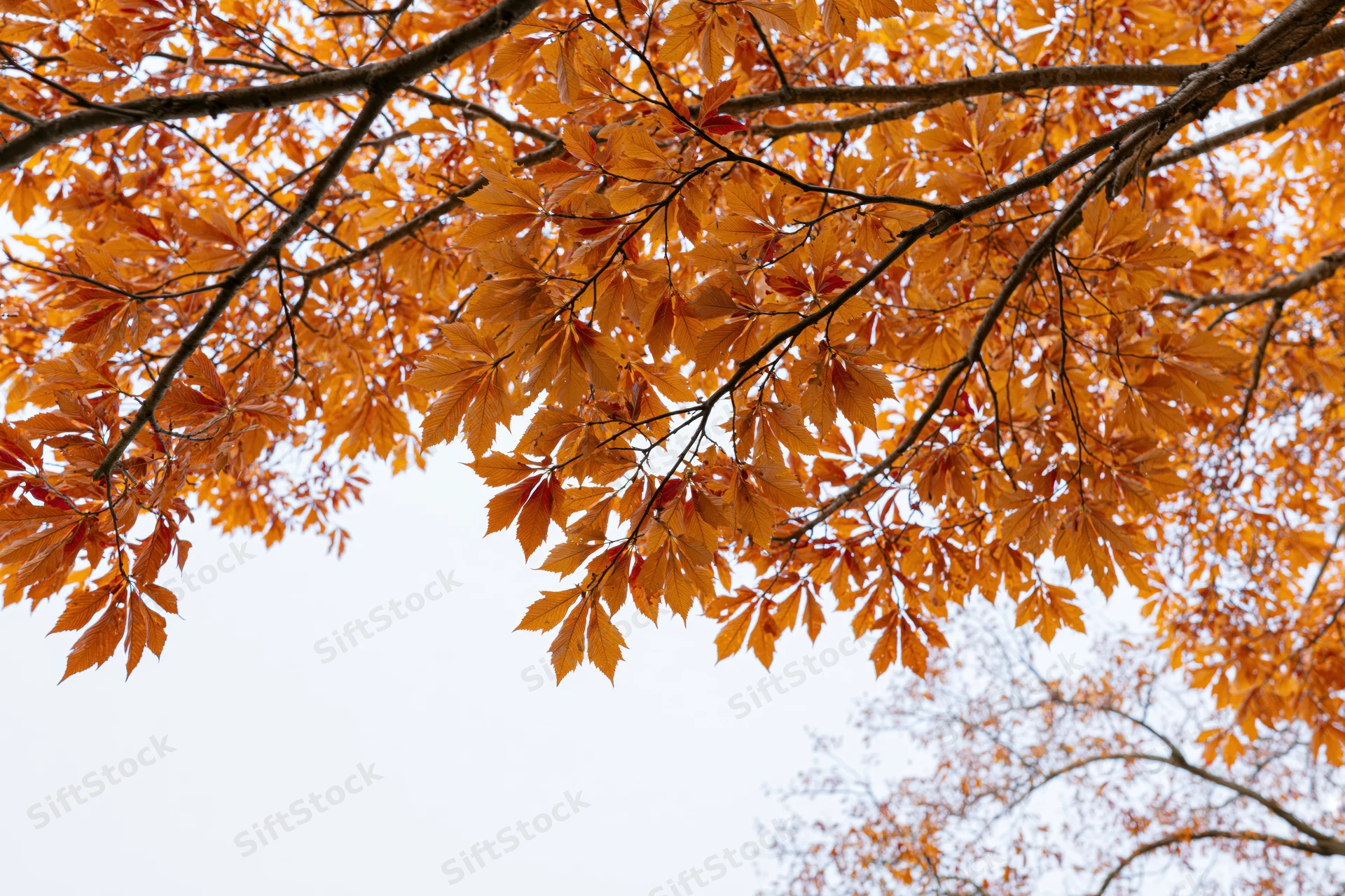 Autumn tree canopy with orange leaves and branches against overcast sky