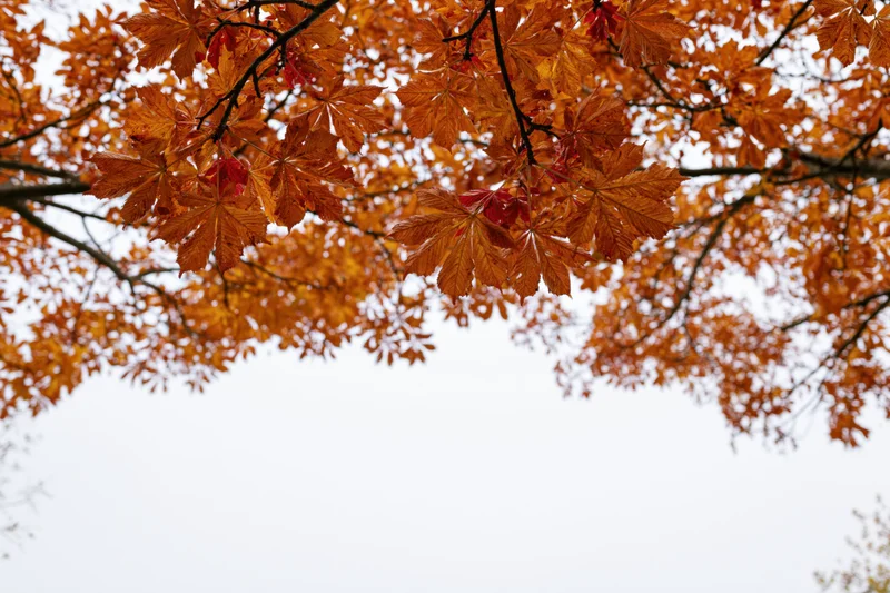 Maple and chestnut tree canopy with orange and red autumn leaves viewed from below against overcast sky