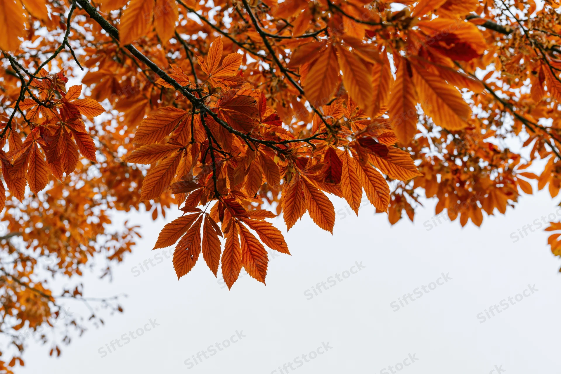 Orange autumn leaves on tree branches against overcast sky