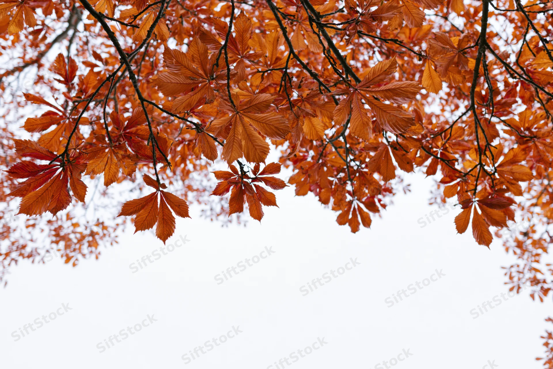 Autumn tree canopy with orange and red leaves viewed from below against a white sky
