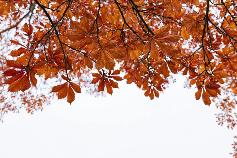 Autumn tree canopy with orange and red leaves viewed from below against a white sky