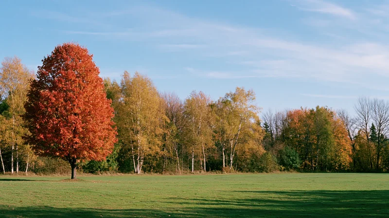 Tall maple with vibrant red foliage standing in a green meadow beside a line of autumn trees under a blue sky