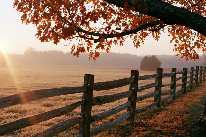 Autumn tree with orange leaves overhanging a wooden fence in a misty rural field at sunrise