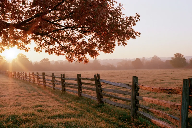 Autumn tree with orange leaves overhanging a wooden fence in a misty rural field at sunrise