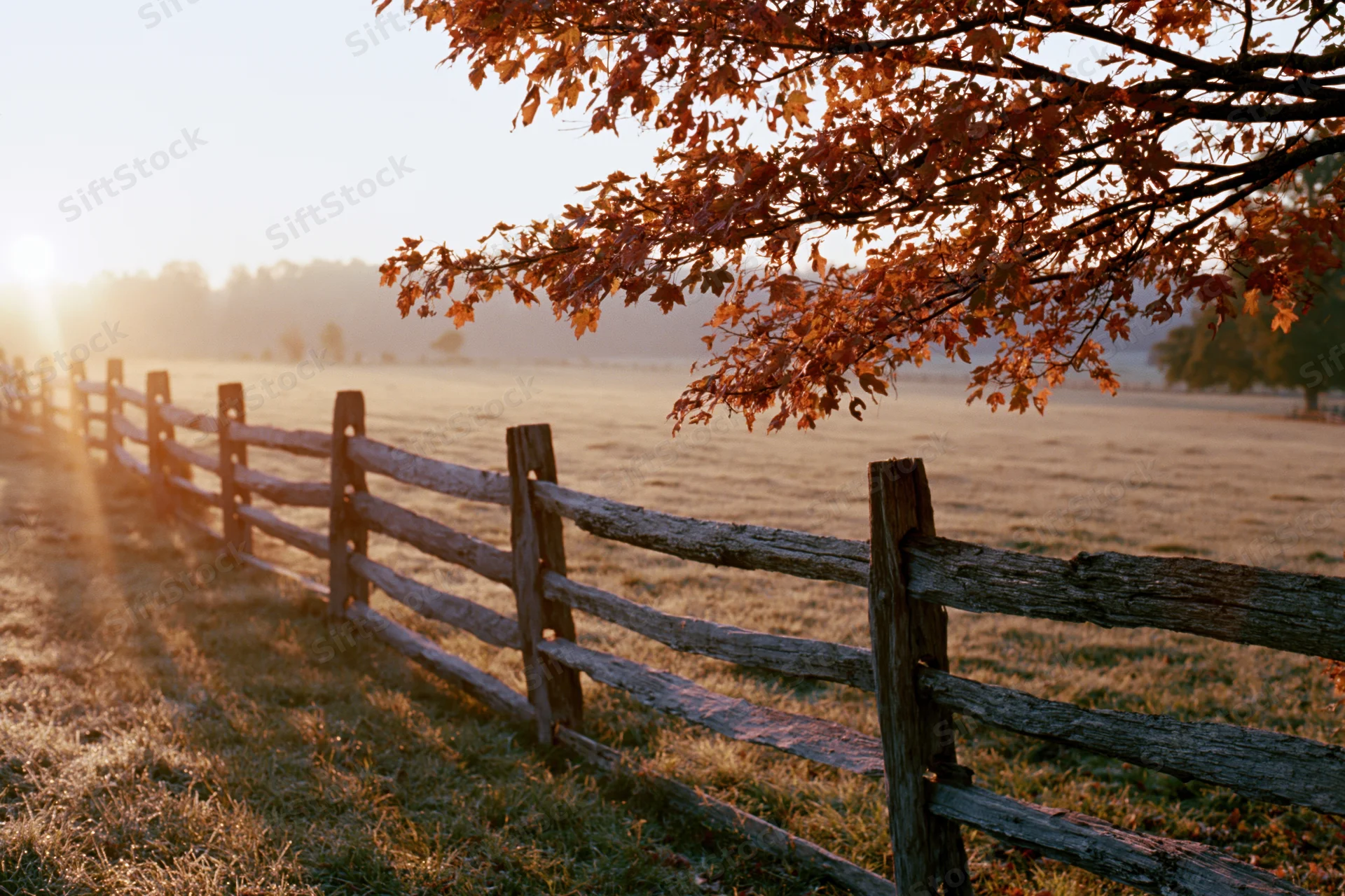 Autumn tree with orange leaves overhanging a wooden fence in a misty rural field at sunrise