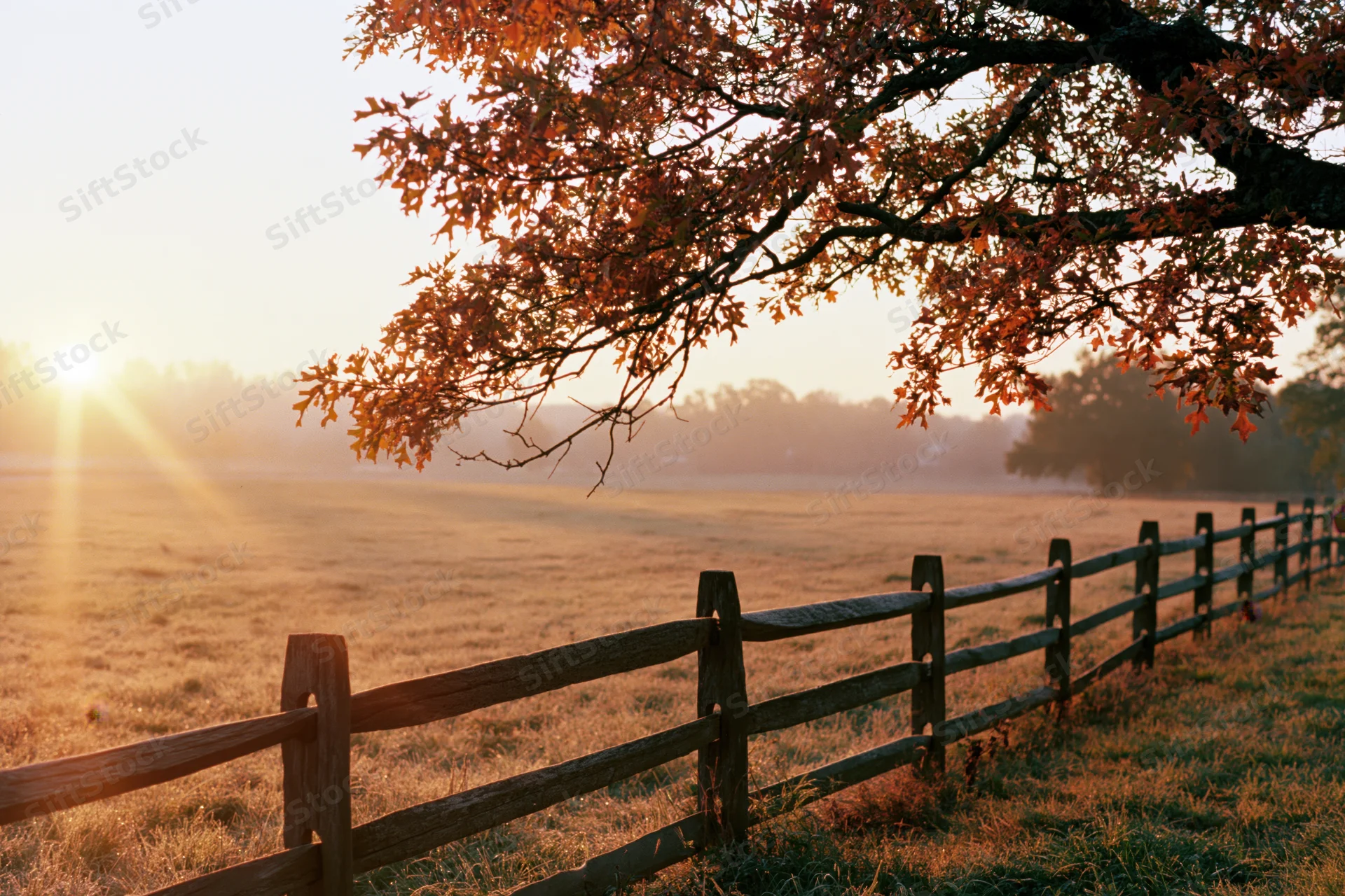 Autumn tree with orange leaves overhanging a wooden fence in a misty field at sunrise