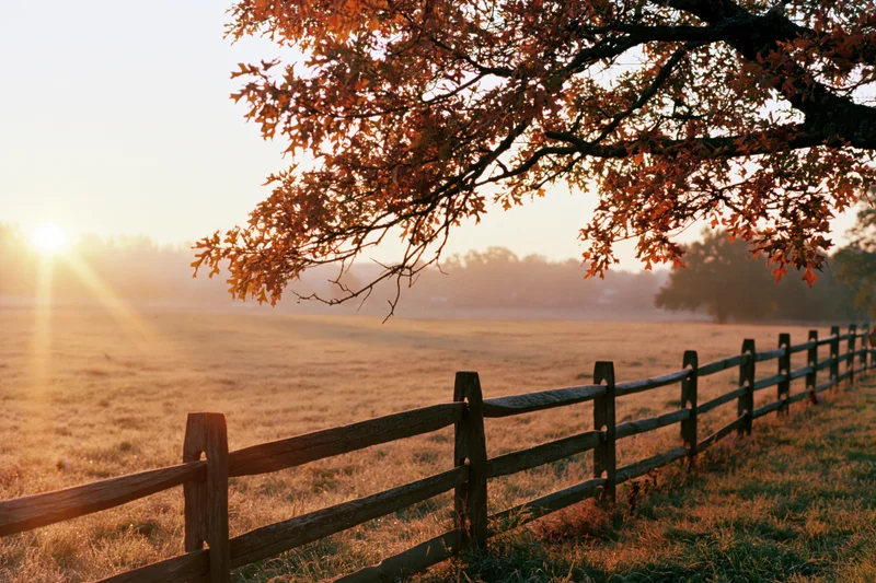 Autumn tree with orange leaves overhanging a wooden fence in a misty field at sunrise