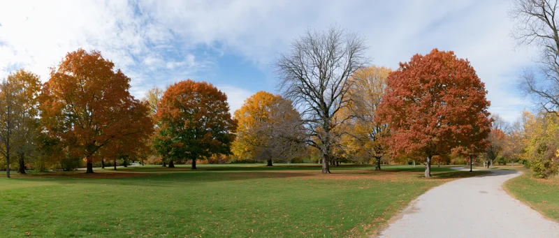 Autumn trees with mixed red orange yellow foliage lining a winding path in a public park