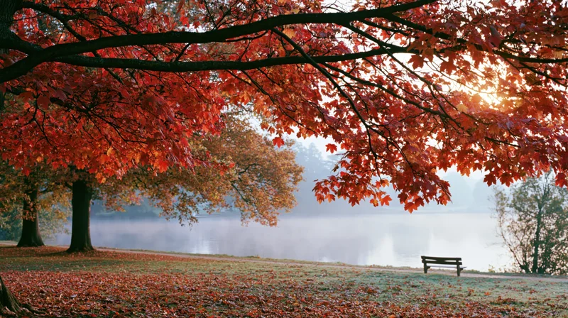 Autumn trees with red and orange foliage framing a misty lake in a park with a bench and fallen leaves on the ground