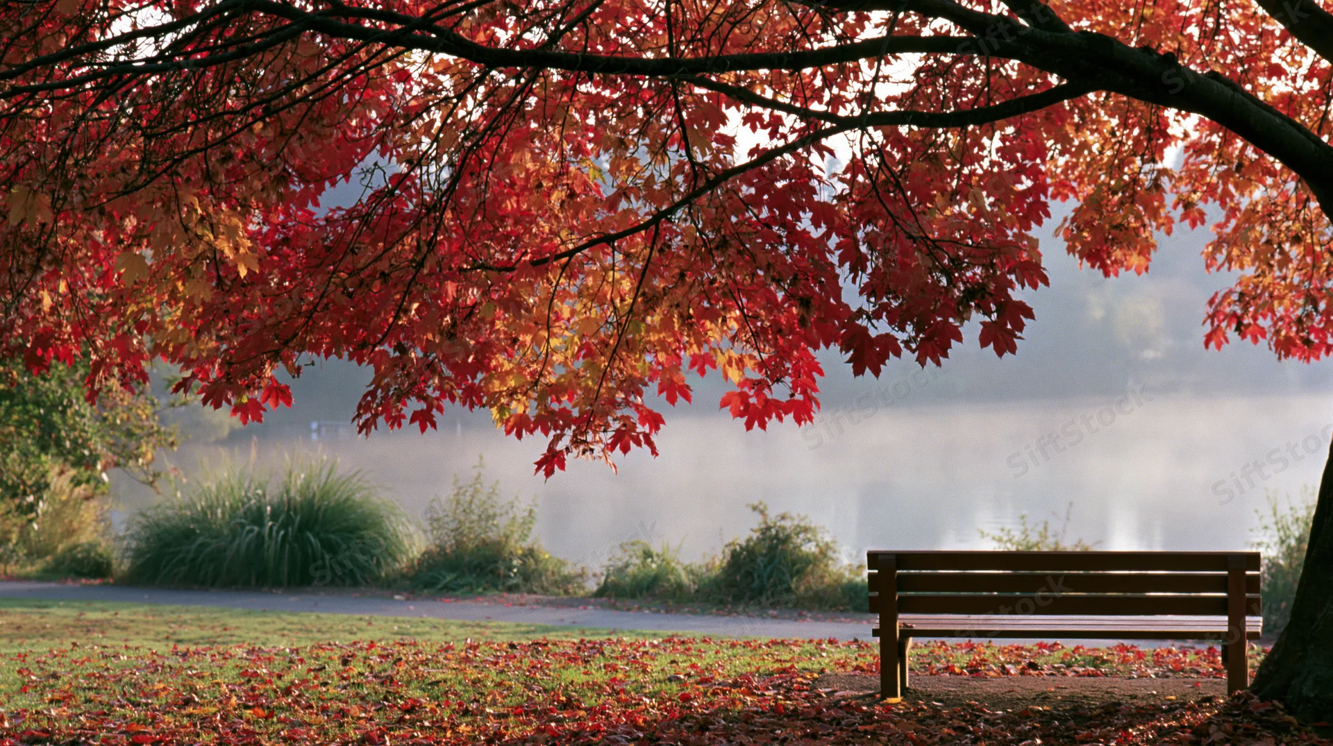 Red and orange autumn leaves hanging over a wooden bench in a misty park with fallen foliage on the ground