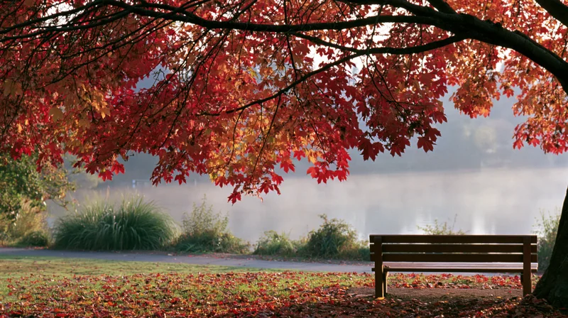 Red and orange autumn leaves hanging over a wooden bench in a misty park with fallen foliage on the ground