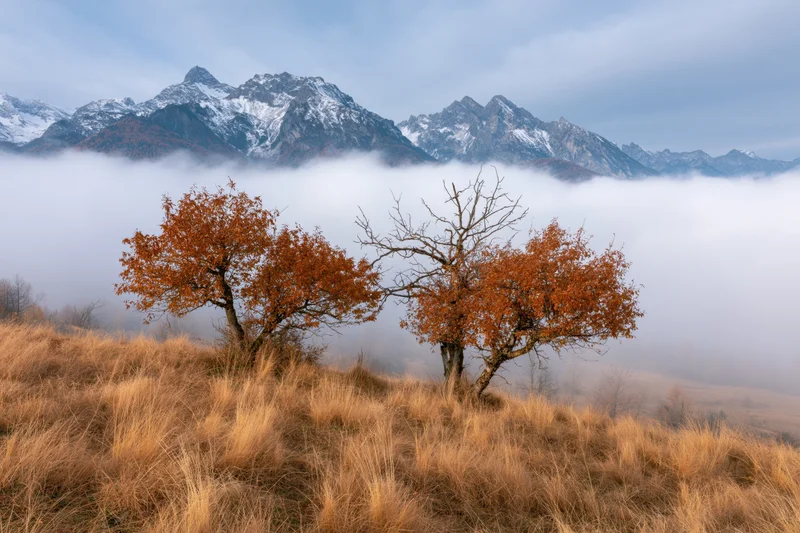 Autumn trees with orange foliage on a foggy hillside below snow-capped mountains