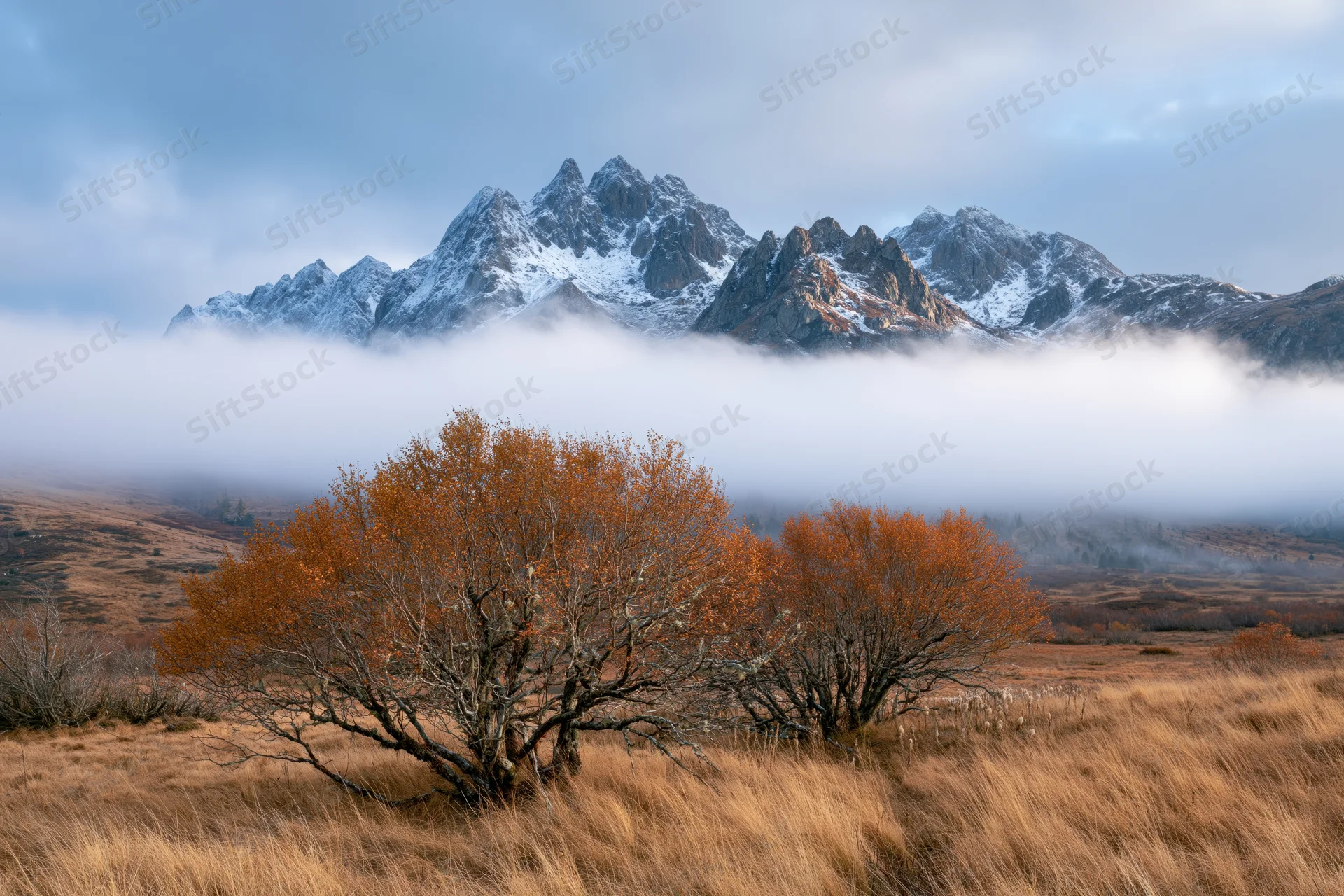 Autumn trees with orange foliage in a foggy valley before snow-capped mountains