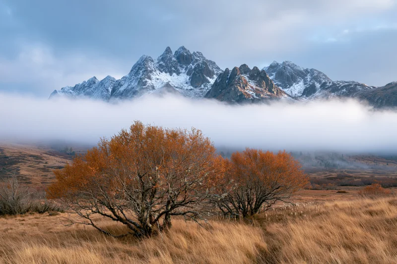 Autumn trees with orange foliage in a foggy valley before snow-capped mountains