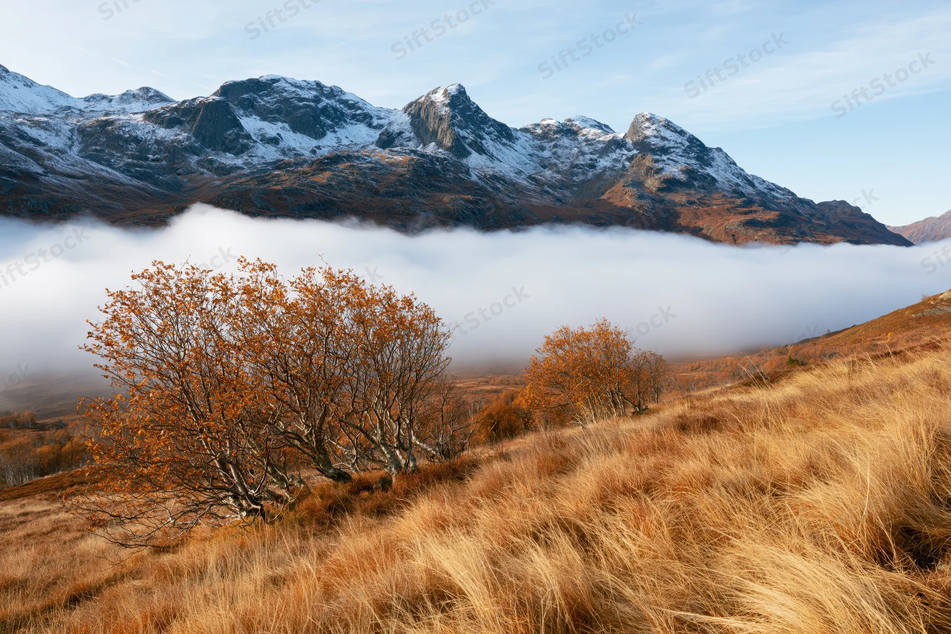 Autumn trees with orange foliage on a foggy moor below snow-capped mountains