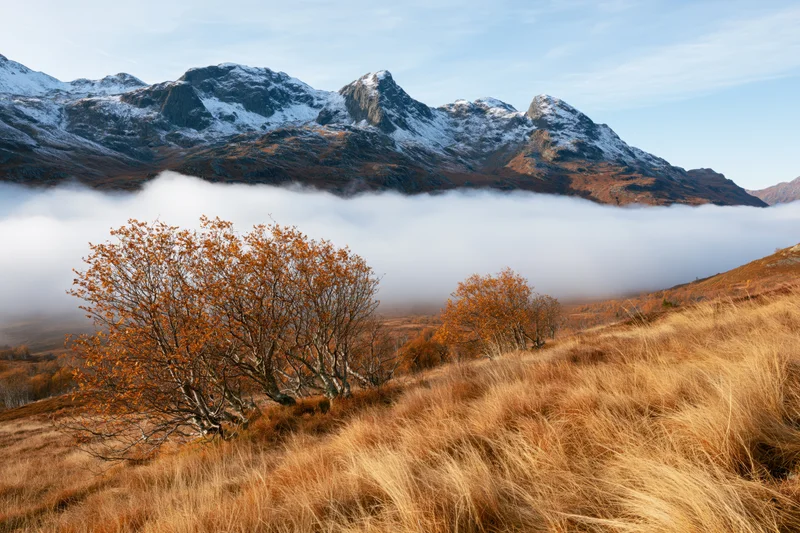 Autumn trees with orange foliage on a foggy moor below snow-capped mountains