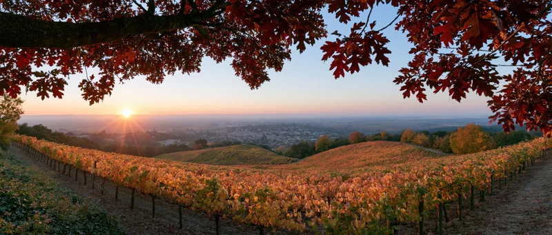 Rows of grapevines in a vineyard at sunset framed by red autumn leaves